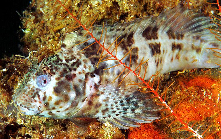 Hypleurochilus bananensis_34567